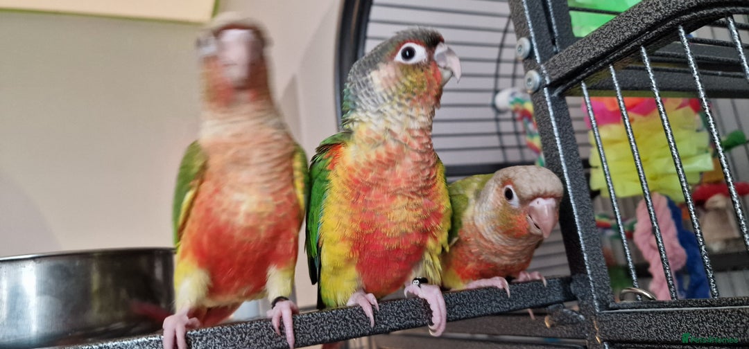 Conures birds for sale: Beautiful fully hand reared conure baby's  - Advert 7