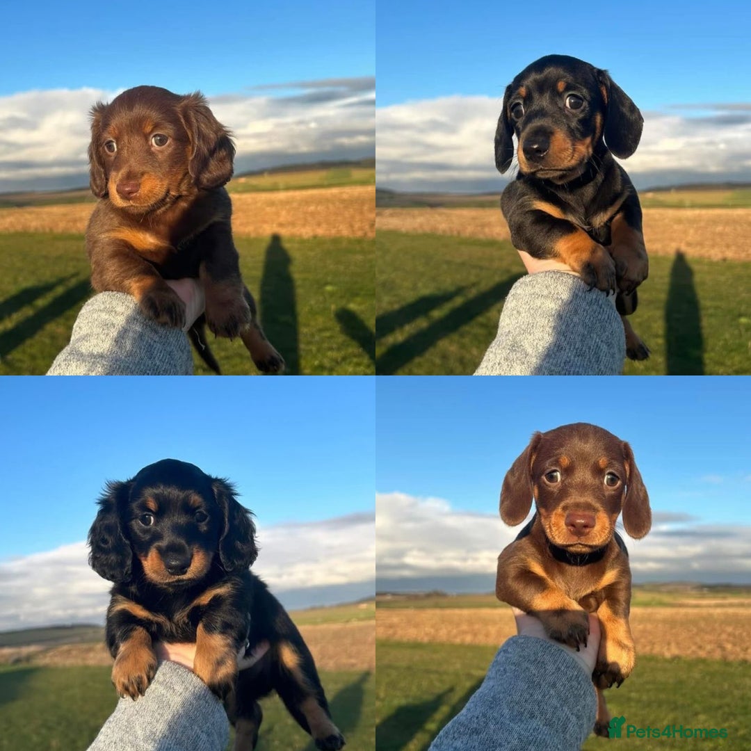 Miniature Dachshund dogs for stud: Proven Stud Black & Tan Miniature Dachshund Stud in Durham - Advert 18