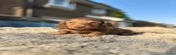 Miniature Dachshund dogs for sale: ✨KC PRA CLEAR miniature longhair dachshund  - Advert 20