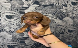 Dachshund dogs for sale: 5 lovely pups for sale  - Image 2