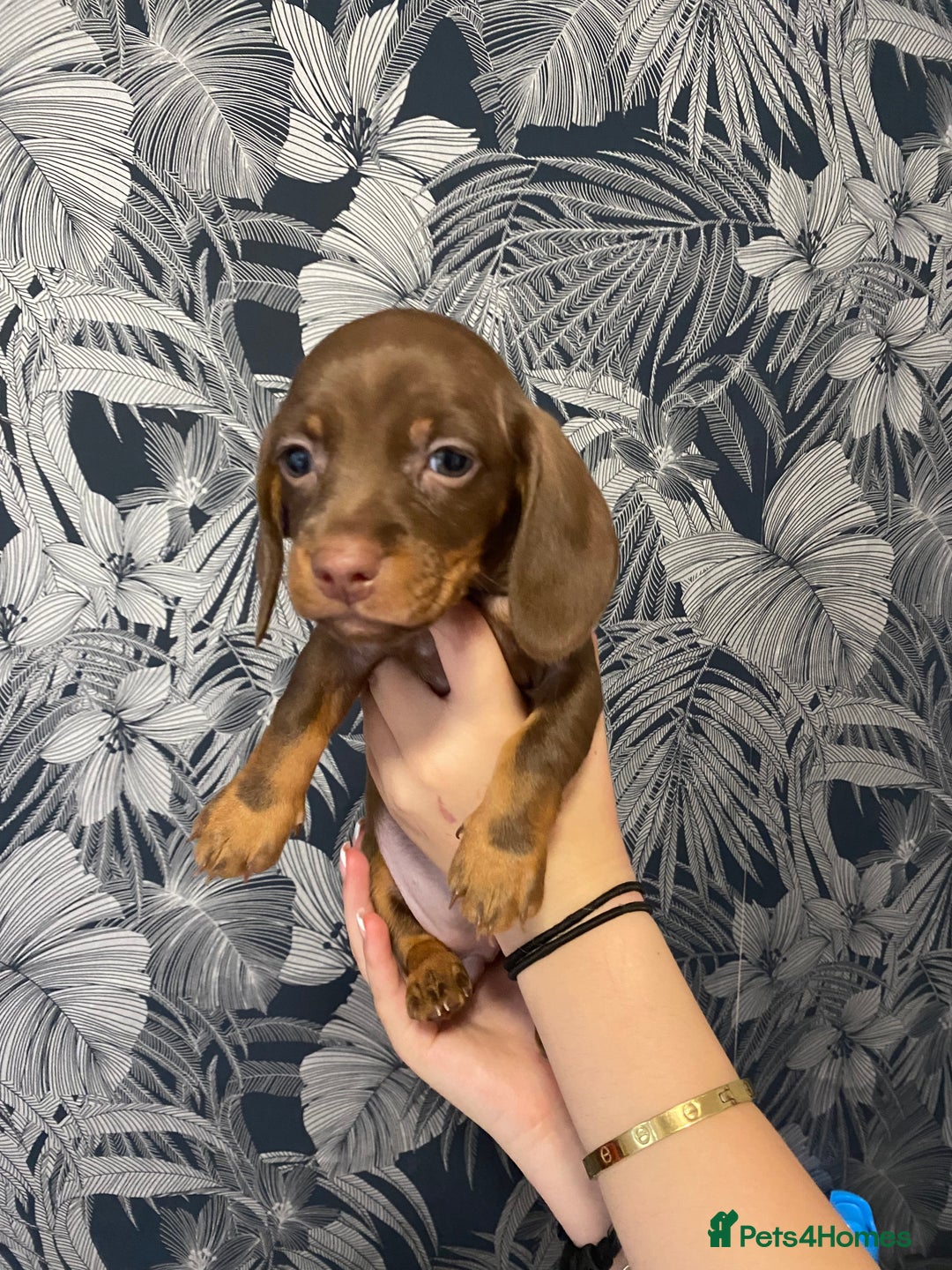 Dachshund dogs for sale: 5 lovely pups for sale  - Image 2