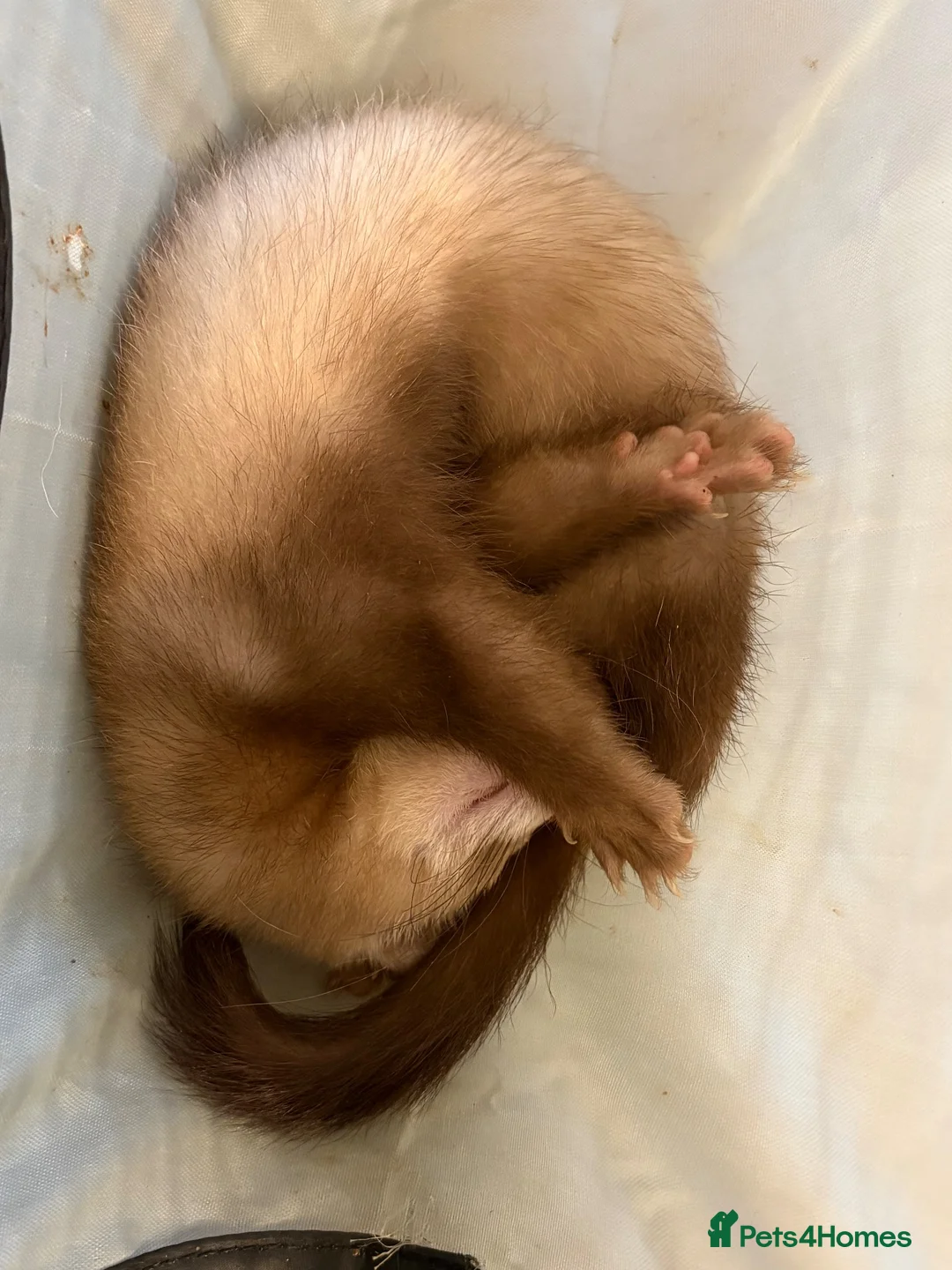 Ferret rodents for sale: Ferret  - Advert 4