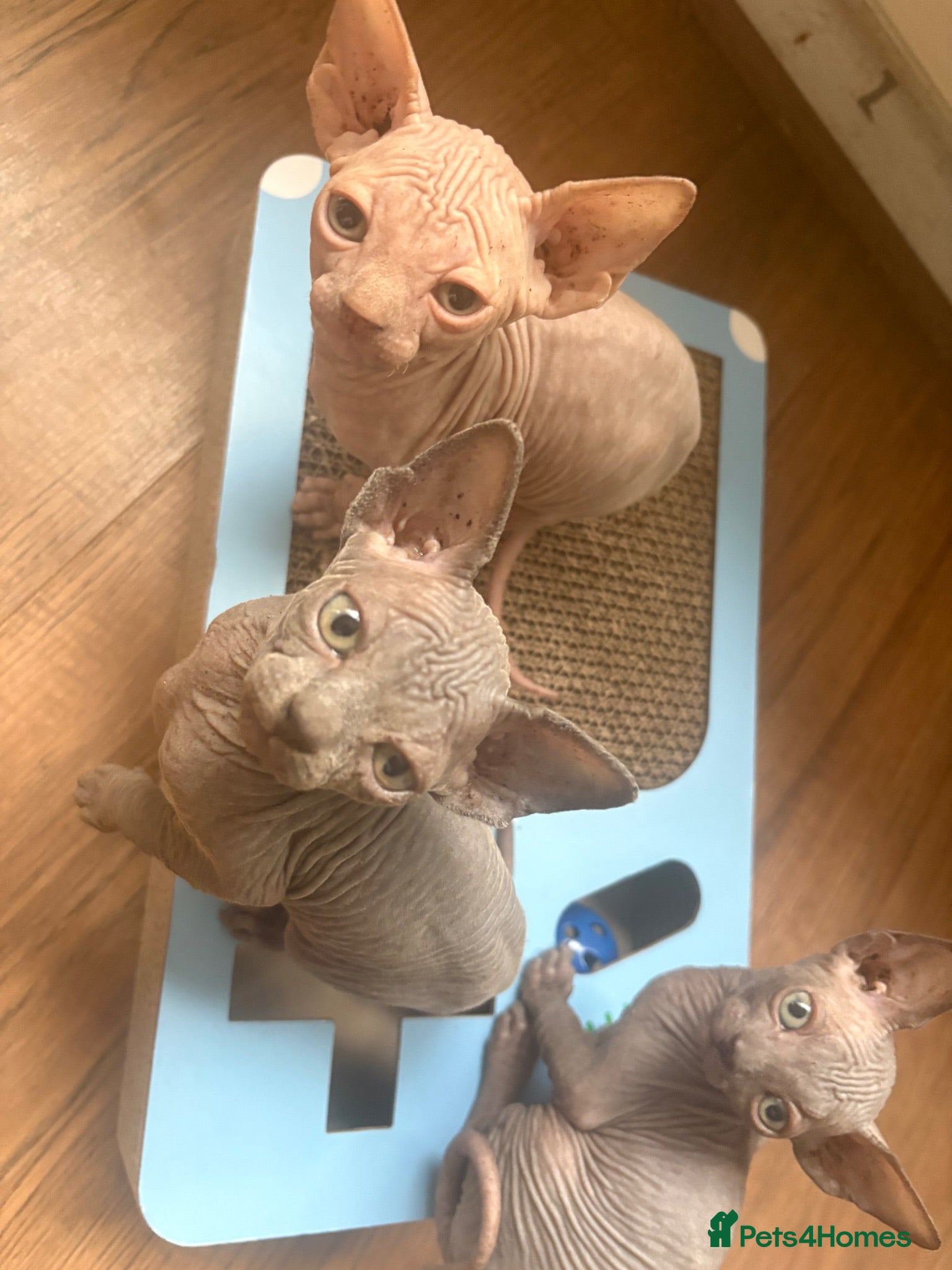 Sphynx cats Sphynx kittens  - Advert 9