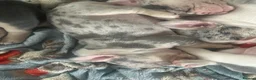 French Bulldog dogs for sale: beautiful french bull dog puppies in Nottingham - Advert 2