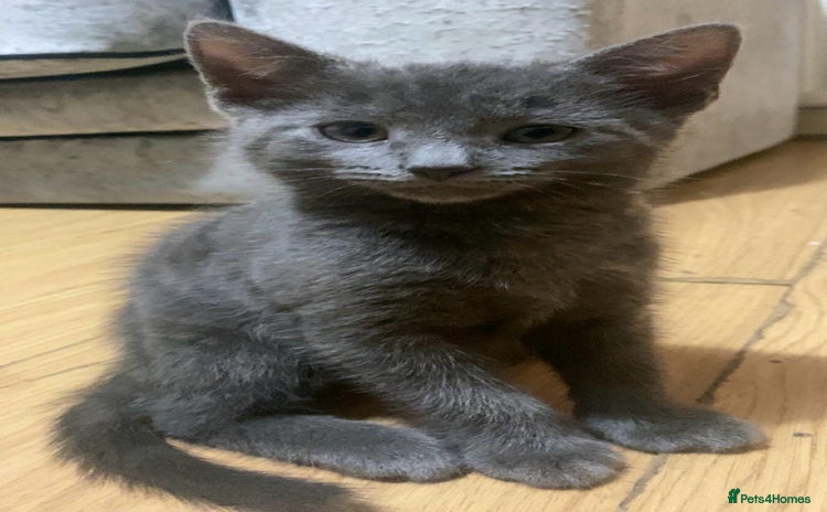 Mixed Breed cats - Advert 9