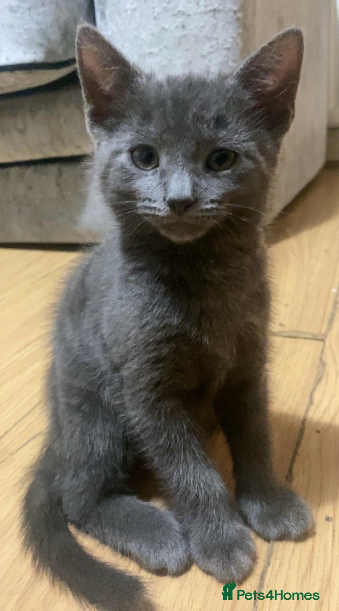 Mixed Breed cats for sale: Cute 🥰 kittens for a loving home😌 - Image 1