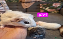 Guinea Pig rodents for sale: Two boys and girls, sold in pairs - Image 4