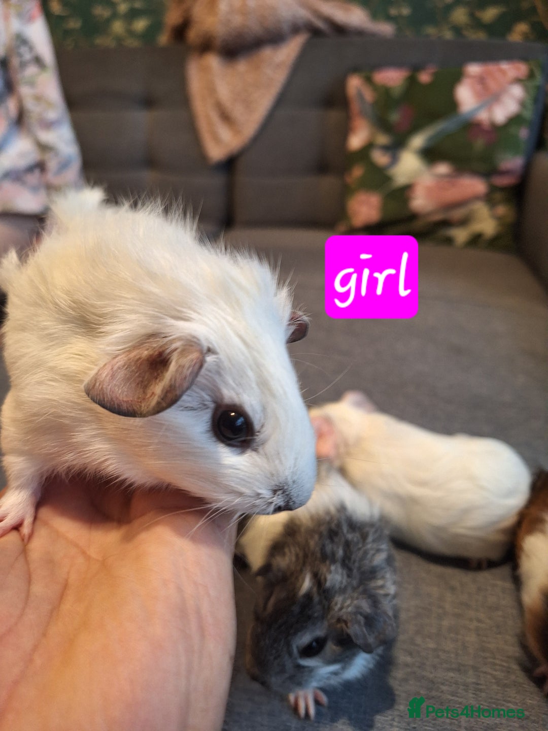 Guinea Pig rodents for sale: Two boys and girls, sold in pairs - Image 4