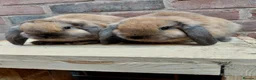 Dwarf Lop rabbits for sale: Dwarf lop youngsters - Advert 2