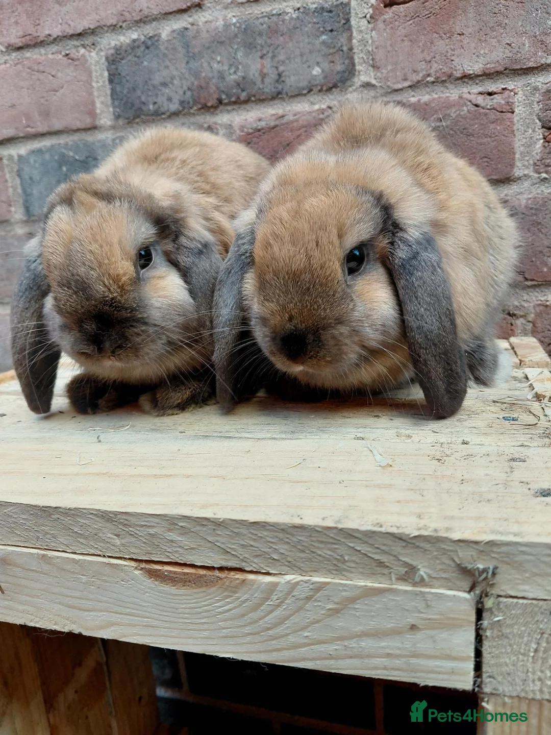 Dwarf Lop rabbits for sale: Dwarf lop youngsters - Advert 2