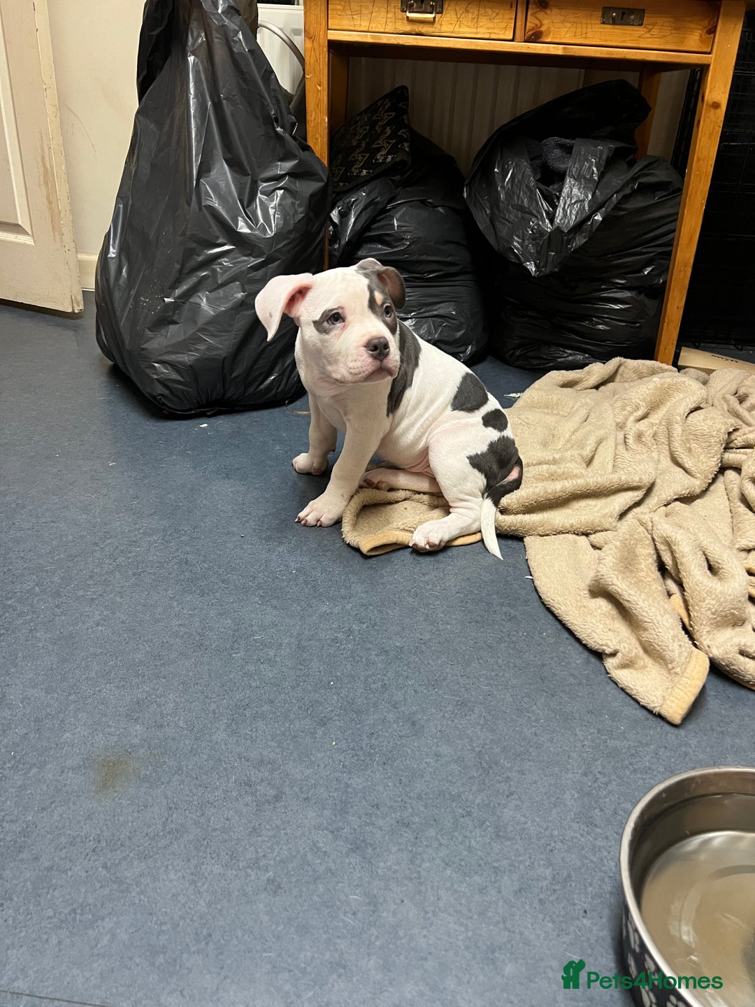 American Bully dogs for sale: Pocket Bully puppy GIRL - FOR SALE - Advert 8