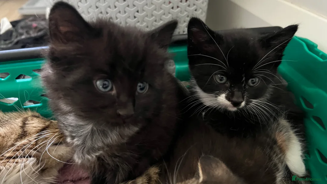 Mixed Breed cats for sale: Two beautiful kittens - ready to go - Advert 10
