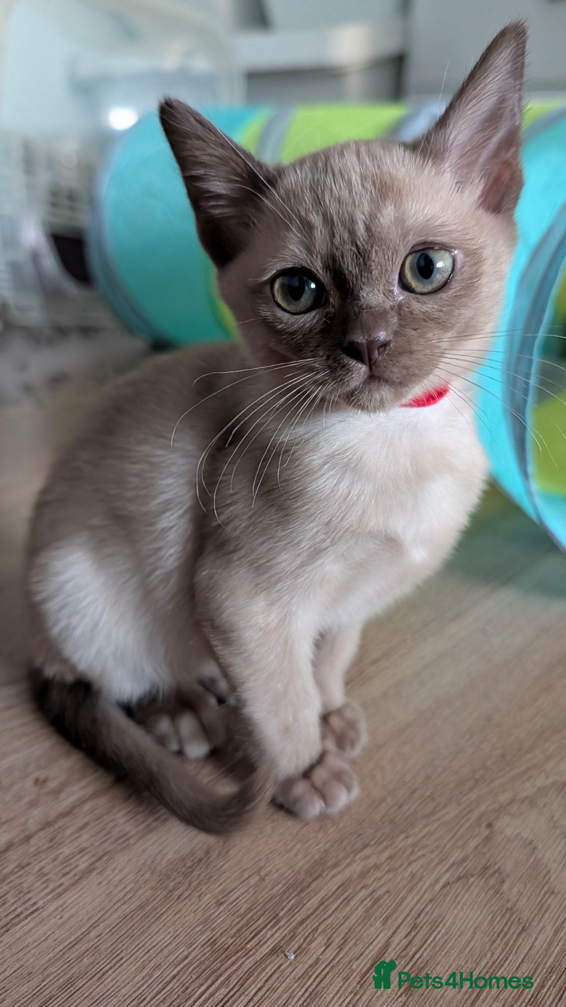 Burmese cats GCCF Chocolate Burmese  - Advert 12