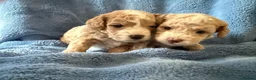 Cockapoo dogs for sale: Beautiful miniature cockapoo in Bridgwater - Advert 3