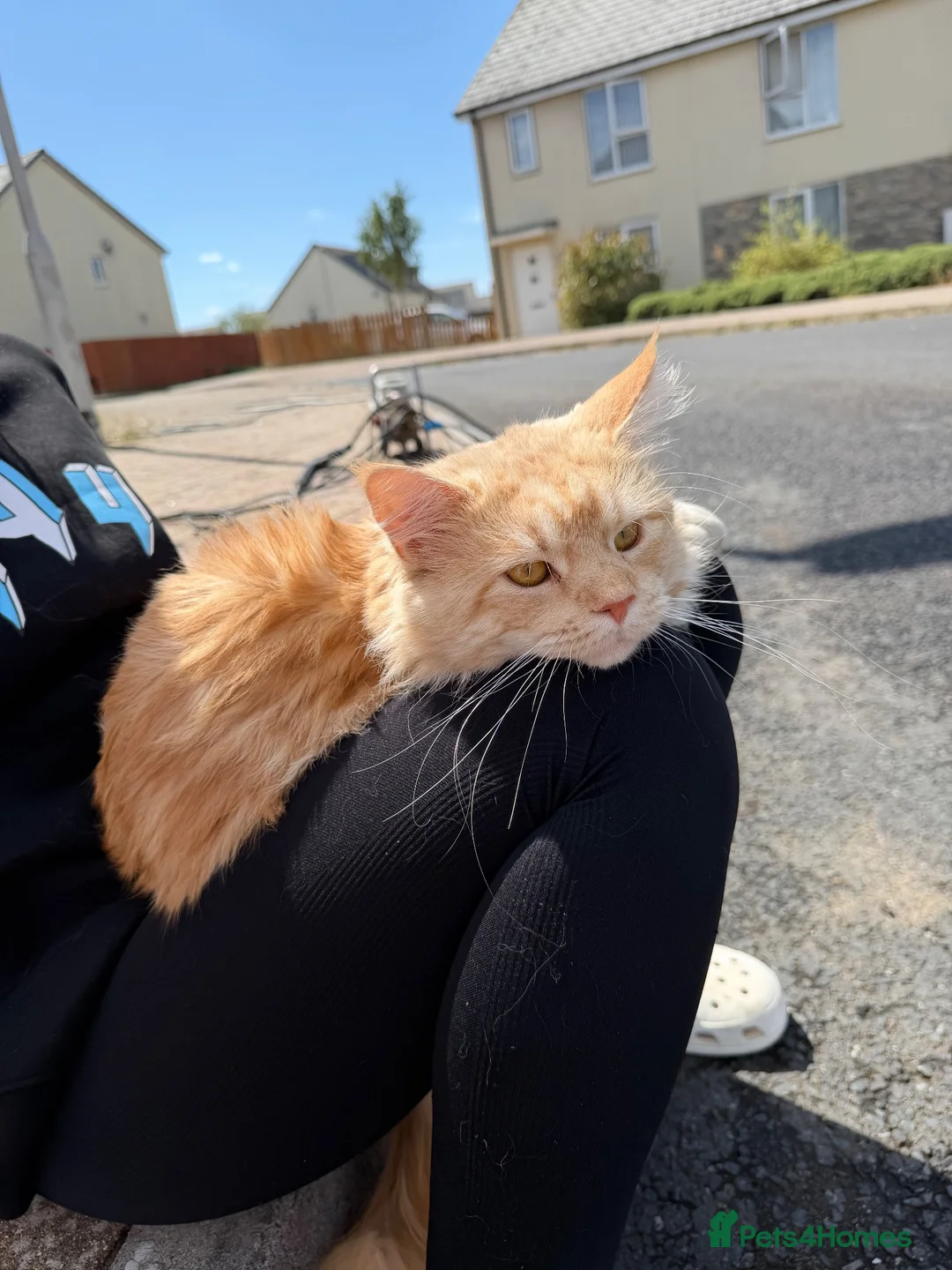 Maine Coon cats for sale: Stunning female Mainecoon  - Advert 12