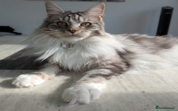Maine Coon cats for sale: Beautiful Female Maine Coon Sisters 18 months old - Advert 2