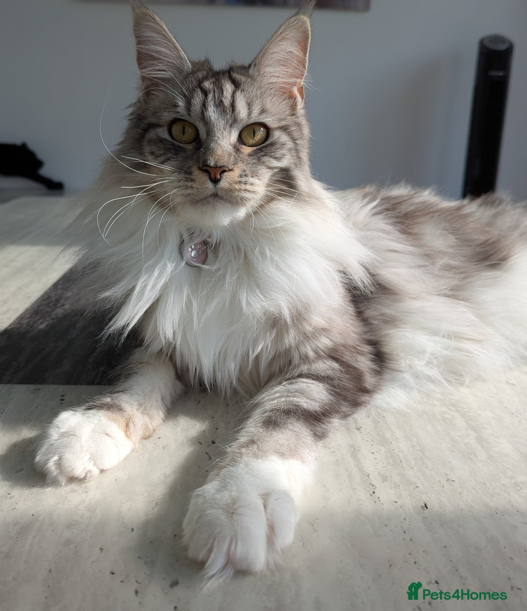 Maine Coon cats for sale: Beautiful Female Maine Coon Sisters 18 months old - Advert 2