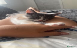 Mixed Breed cats for sale: Cali girl looking for home - Image 6