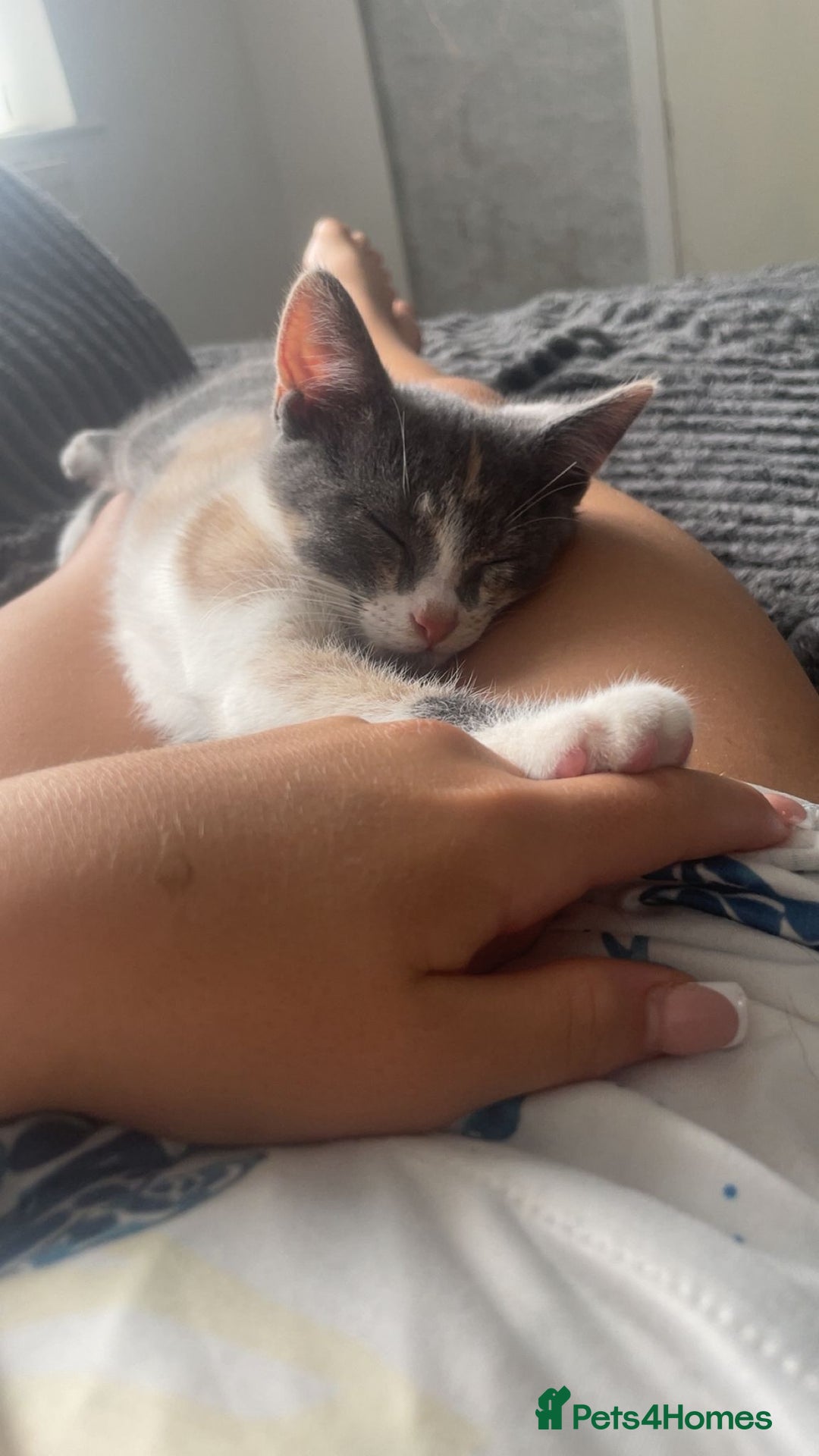 Mixed Breed cats for sale: Cali girl looking for home - Image 6