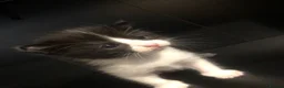 Mixed Breed cats for sale: 4 kittens  - Advert 8