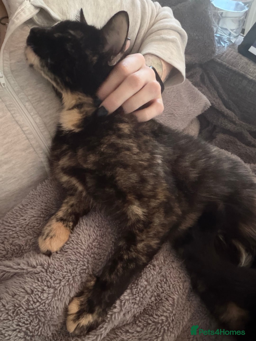 British Shorthair cats for sale: Cuddly INDOOR Tortoiseshell female  - Advert 4