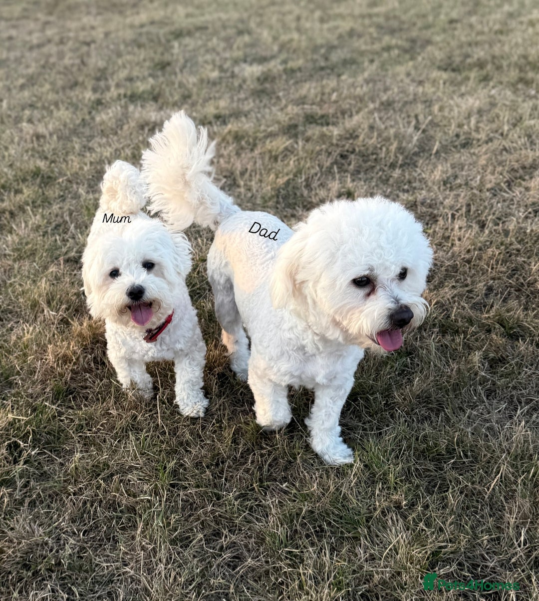 Bichon Frise dogs for sale: Bichon Frise Puppies  - Advert 18