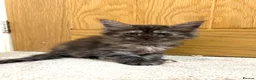 Maine Coon cats for sale: Stunning Fluffy Maine Coons - Advert 16