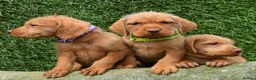 Hungarian Vizsla dogs for sale: Hungarian Wirehaired Vizsla Puppies - Advert 7