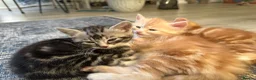 Scottish Fold cats for sale: 5 beautiful and loving Scottish Fold x DSH kittens - Advert 20