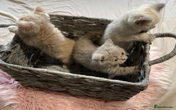 British Shorthair cats for sale: Stunning fluffy kittens  - Image 11