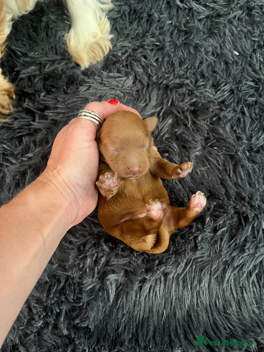 Toy Poodle dogs for stud: William of Worcestershire Small miniature Poodle in Evesham - Advert 9