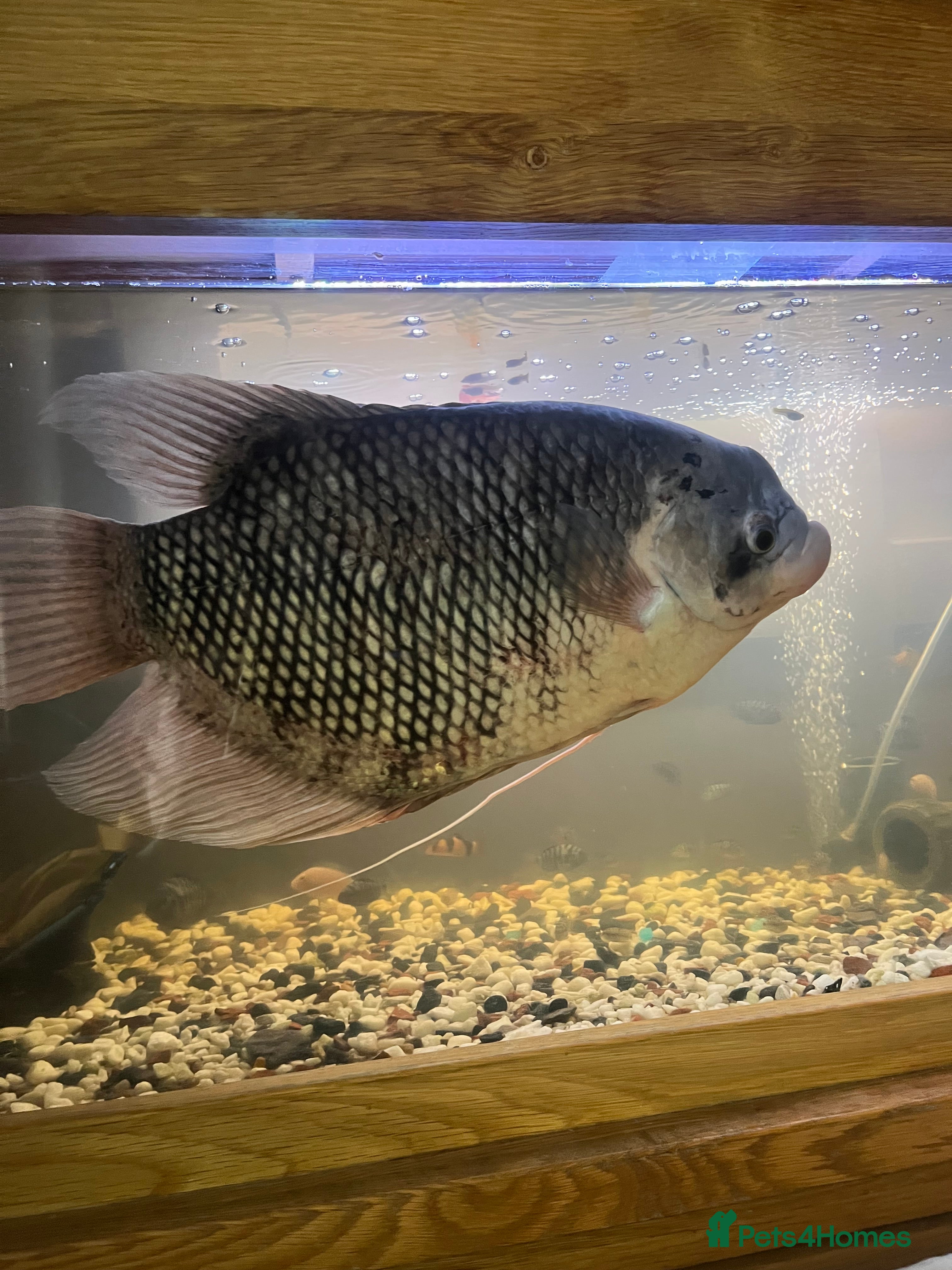 Gouramis fish XL giant gourami needing new tank - Advert 15