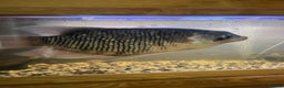 Gouramis fish for sale: XL giant gourami needing new tank - Advert 1