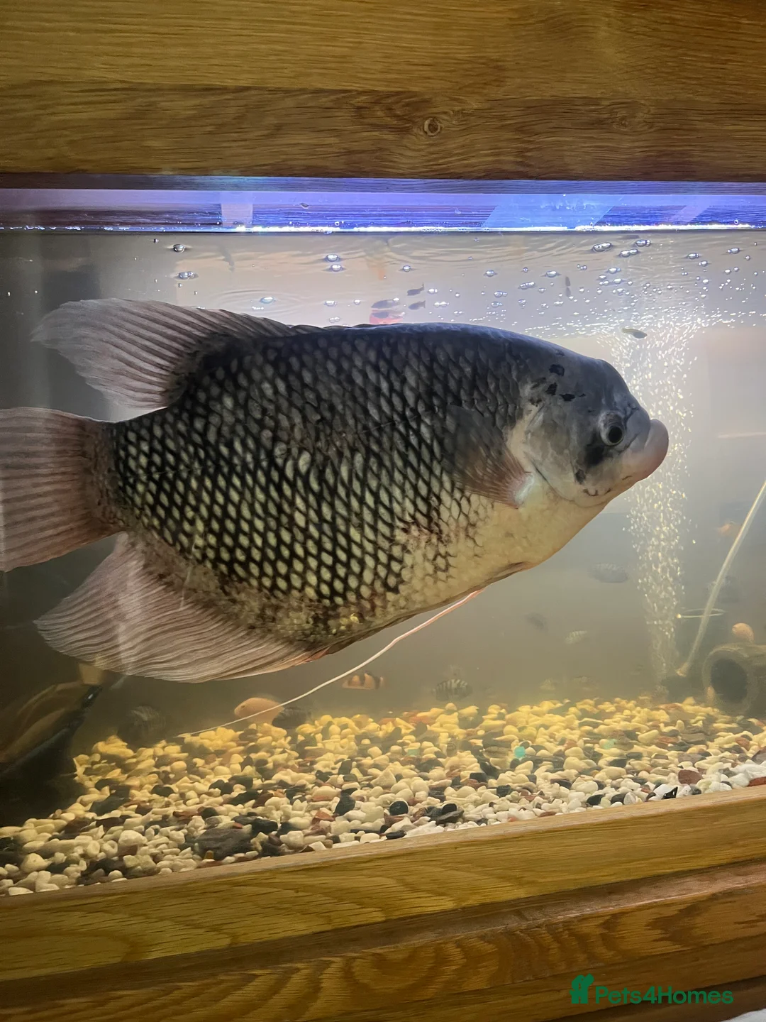 Gouramis fish for sale: XL giant gourami needing new tank - Advert 1