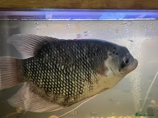 Gouramis fish XL giant gourami needing new tank - Advert 4