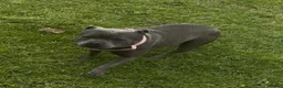 Staffordshire Bull Terrier dogs for sale: 3 year old blue female  - Advert 7