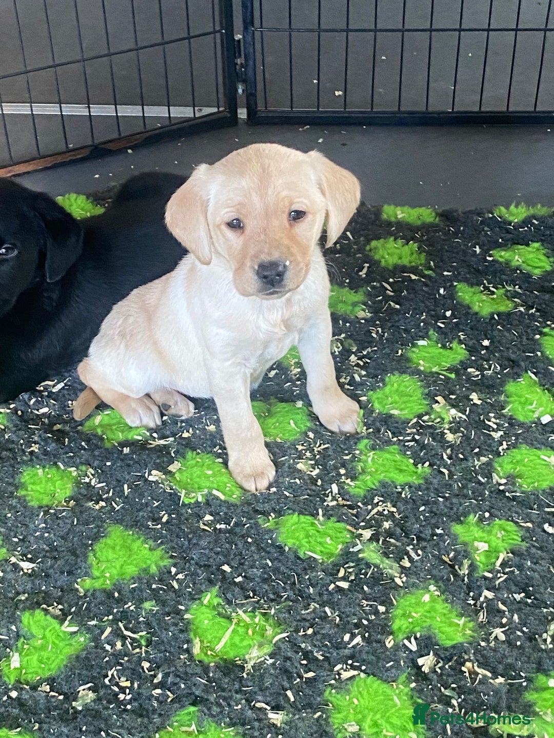 Labrador Retriever dogs for sale: Yellow and Labrador puppiea - Advert 9