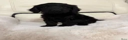 Cockapoo dogs for sale: Cockapoo puppys  - Advert 6