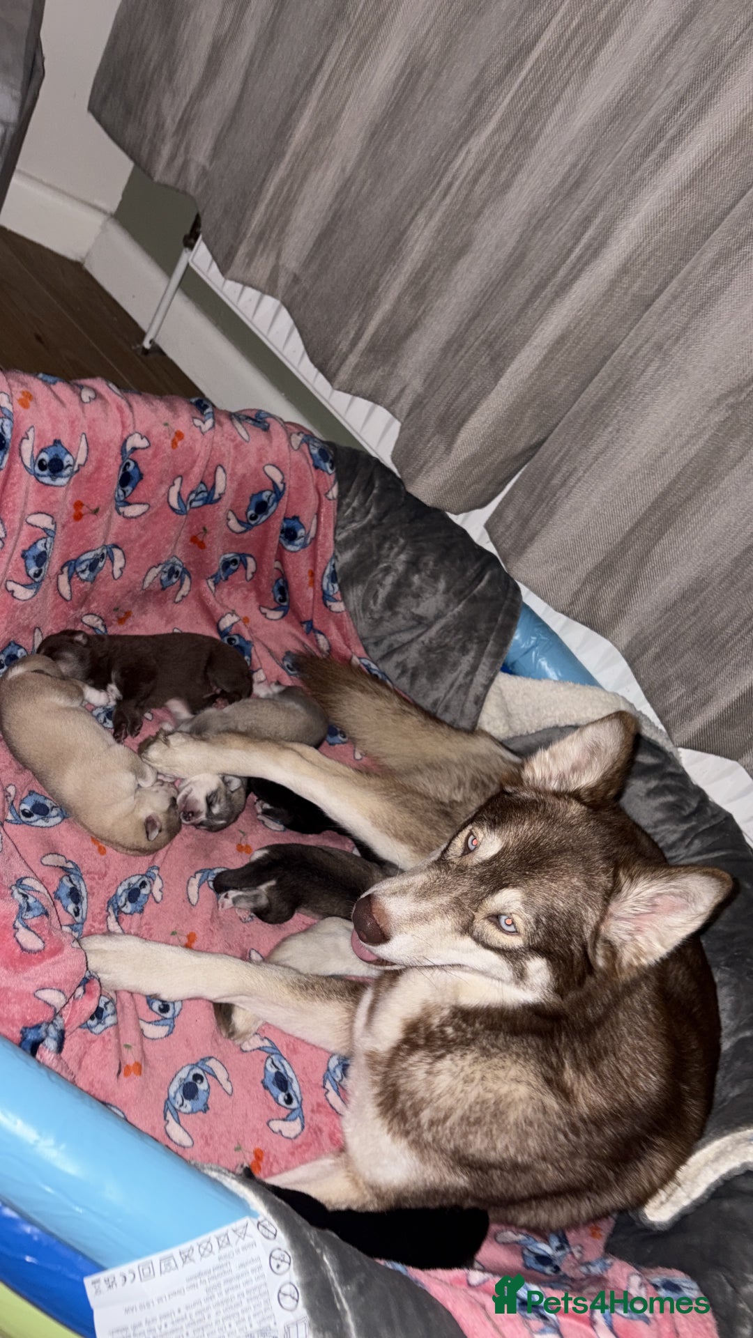 Shepsky dogs for sale: Northern innuit puppies - Advert 6