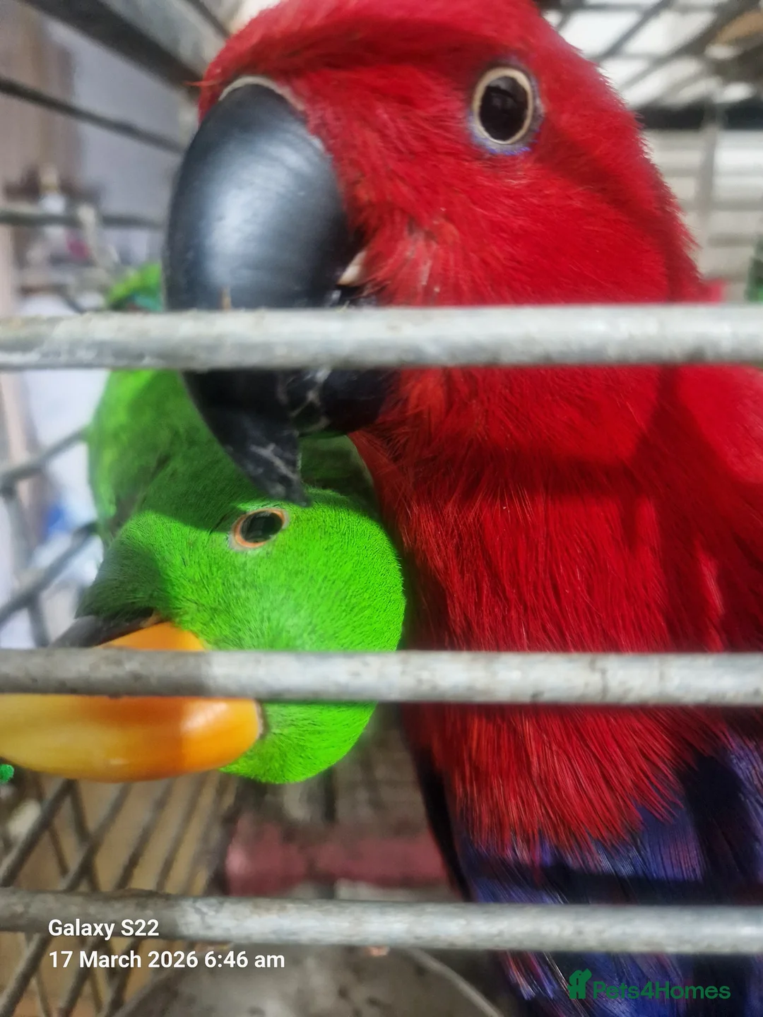 Mixed Breed birds for sale: Wonderful Breeding Pair of Eclectus Parrots 4 Sale - Advert 9