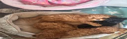 Toy Poodle dogs for sale: Beautiful Toy Poodle Puppies – Leeds in Leeds - Advert 23