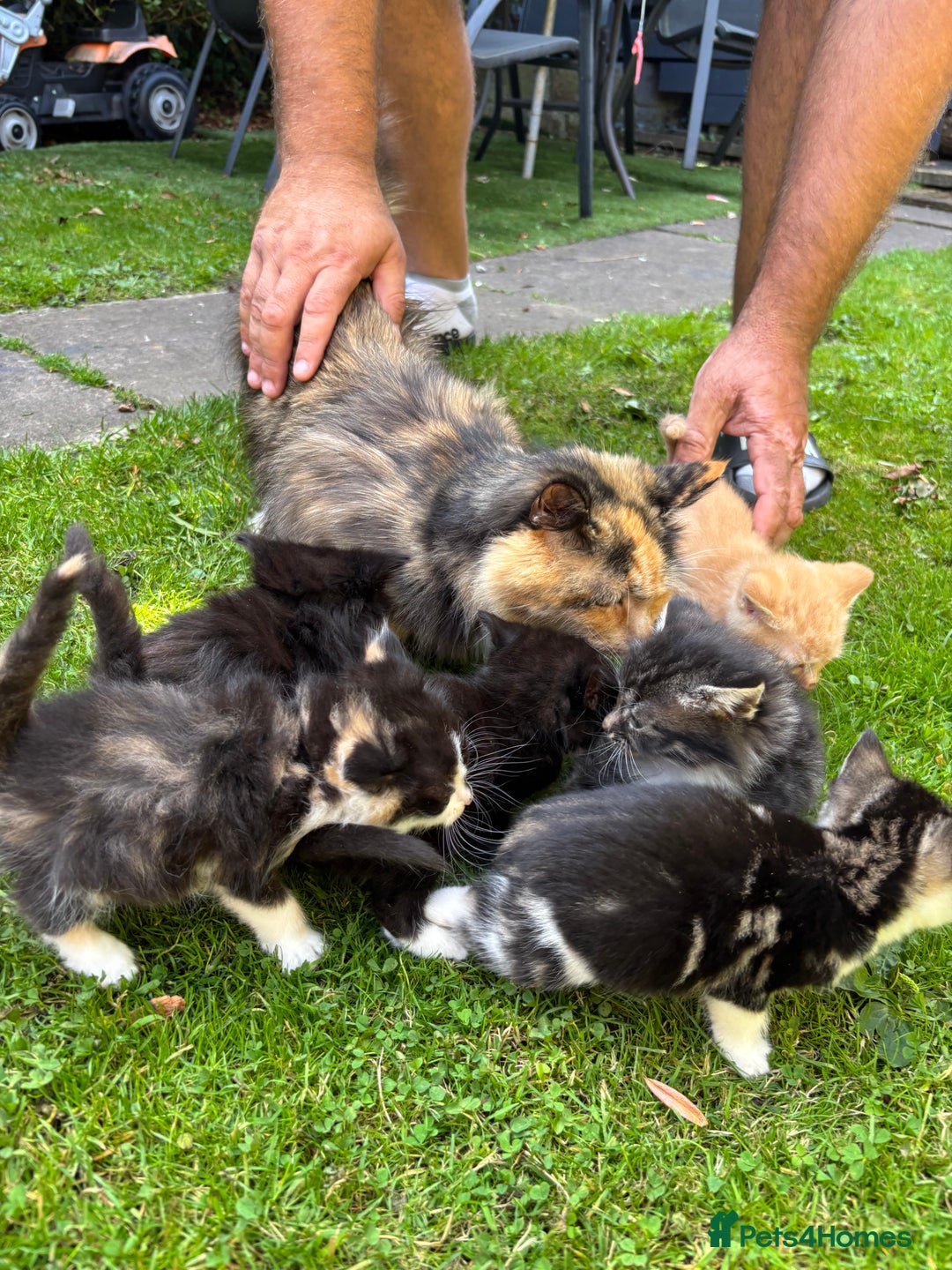 Mixed Breed cats for sale: sweet, cute kitten (Bsh X persian)  - Image 16