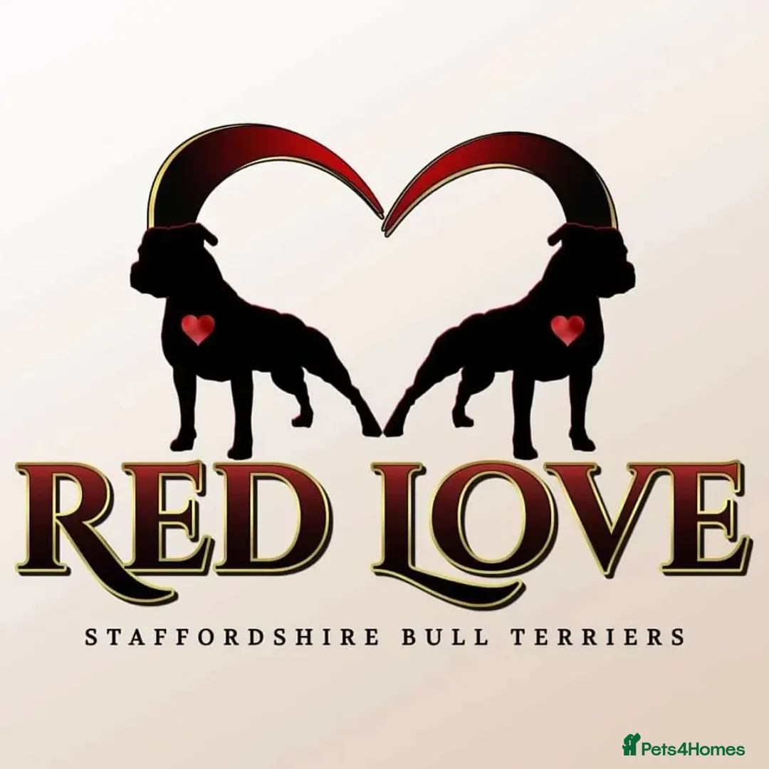 Staffordshire Bull Terrier dogs for stud: 🥨THE RED DREAMTEAM.🥨 Exceptional temprements. in Rochdale - Advert 20