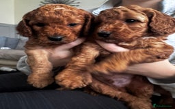 Cockapoo dogs for sale: Adorable F1B puppies born weekly pictures progress - Image 2