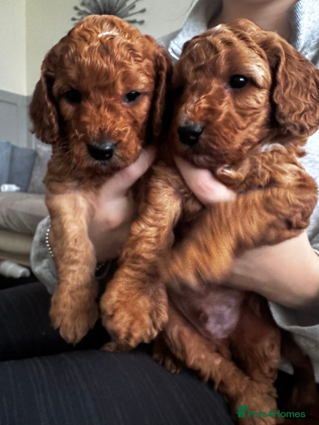 Cockapoo dogs for sale: Adorable F1B puppies born weekly pictures progress - Image 2