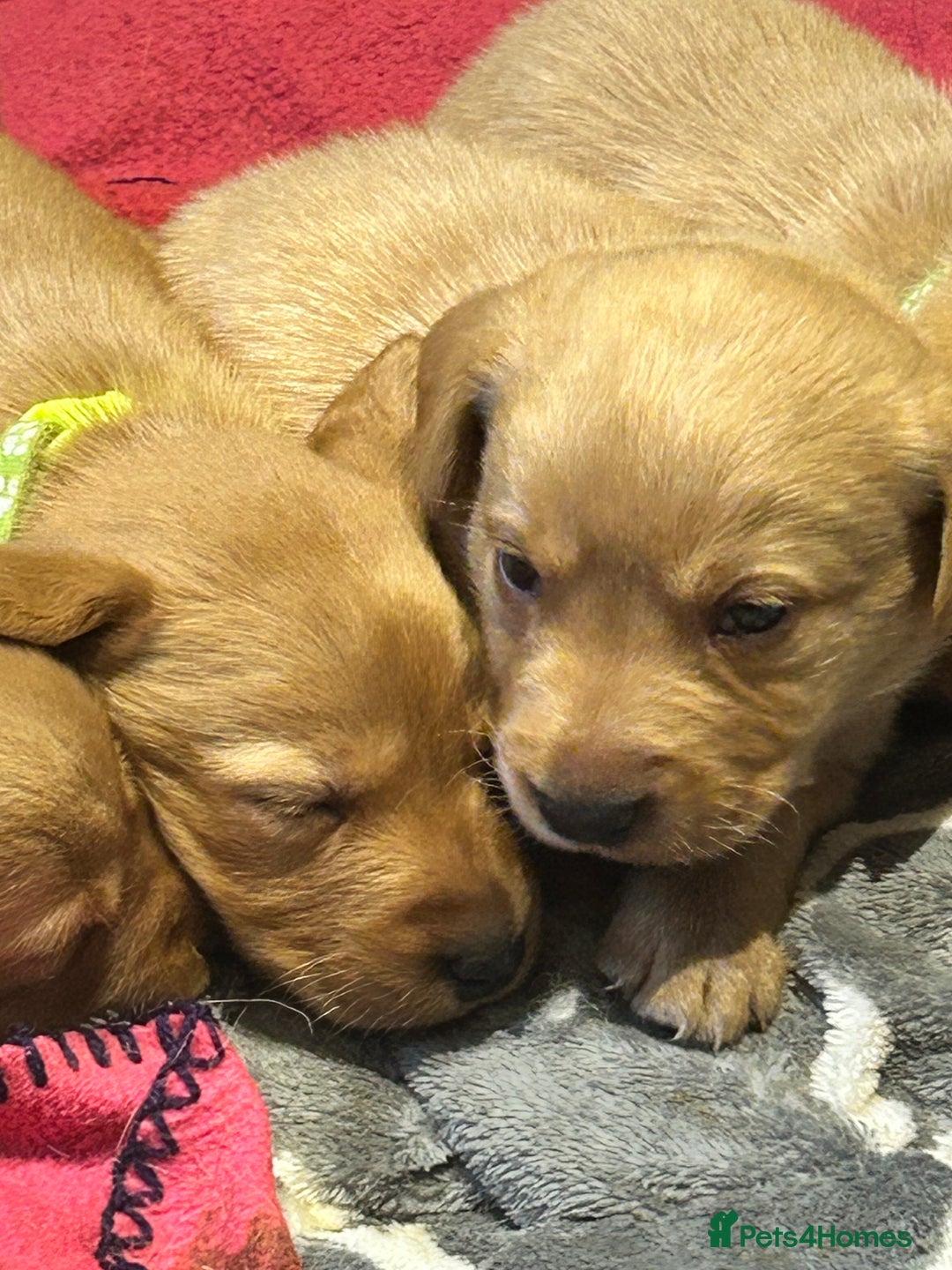 Labrador Retriever dogs for sale: Beautiful fox red and yellow lab puppies  - Image 22