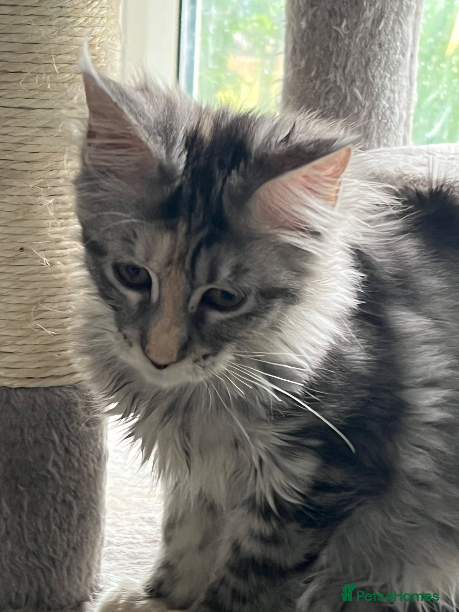 Maine Coon cats for sale: Last two girls.Reduced price.MC kittens  - Advert 5
