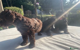 Cockapoo dogs for sale: Cockapoo Ready to leave now💕Only 1 boy left! - Image 11