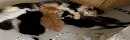 Mixed Breed cats for sale: Fabulous Kittens  in Clitheroe - Advert 2