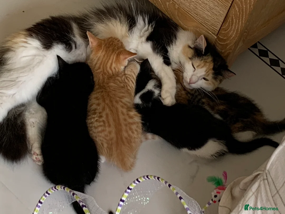 Mixed Breed cats for sale: Fabulous Kittens  in Clitheroe - Advert 2